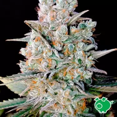 Kritical Bilbo Auto di Genehtik femminizzata