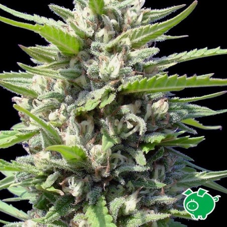 Northern Lights Auto di Genehtik femminizzata