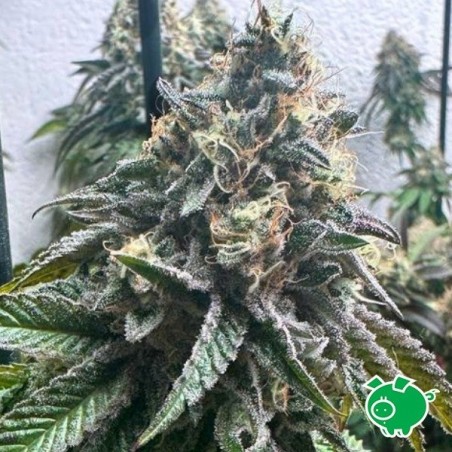 Strawbilbo Banana Auto - Genehtik - GB The Green Brand