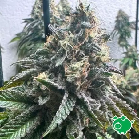 Strawbilbo Banana Auto - Genehtik - GB The Green Brand