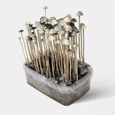 Kit Aloha Hawaii coltivazione