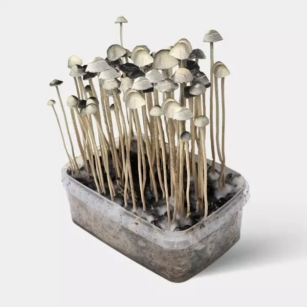 Kit Aloha Hawaii coltivazione