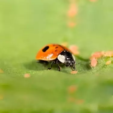 Adalia Bipunctata per combattere afidi