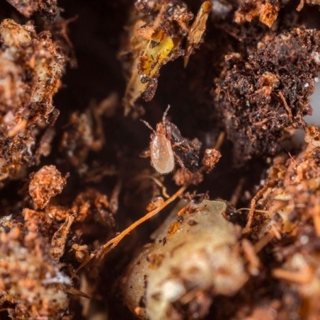 Entomite-m 10000 (Hypoaspis Miles)- GB The Green Brand