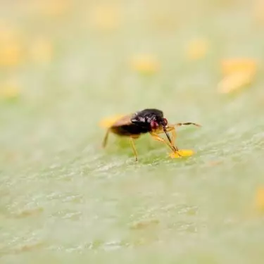 Orius Leavigatus Contro Trips Lotta biologica