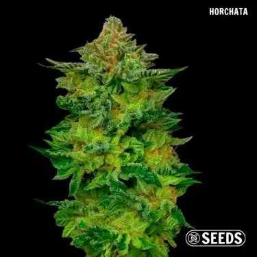 horchata di GB Seeds Box