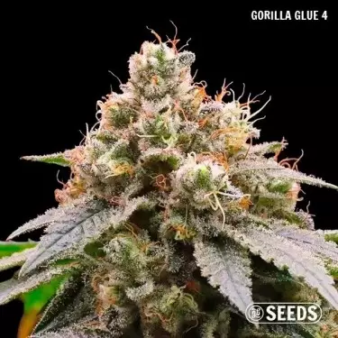 Gotilla Glue di GB Seeds Box