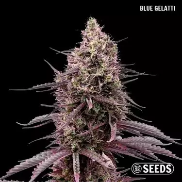 Blue Gelatti di GB Seeds Box