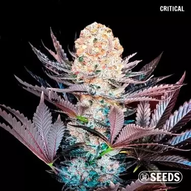 Critical di GB Seeds Box