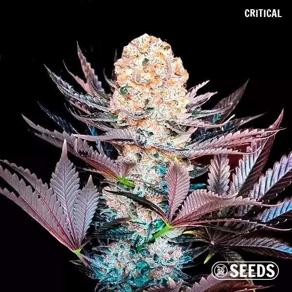 Critical di GB Seeds Box