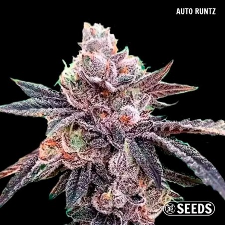 Auto Runz di GB Seeds Box Auto