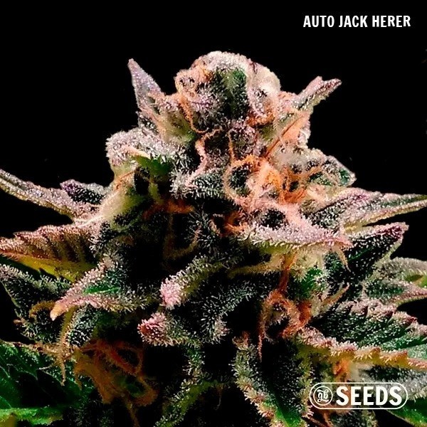 Auto Jack Herer GB Seeds Box Auto