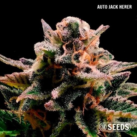Auto Jack Herer GB Seeds Box Auto