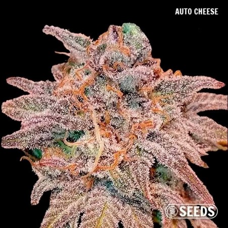 Auto Cheese di GB Seeds Box Auto