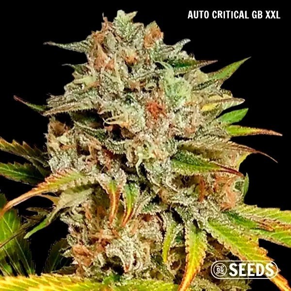 Auto Critical GB di GB Seeds Box Auto