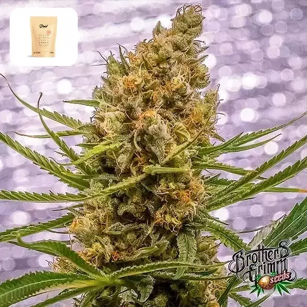 Visualizzazione Pineapple XX de Brothers Grimm - GB The Green Brand