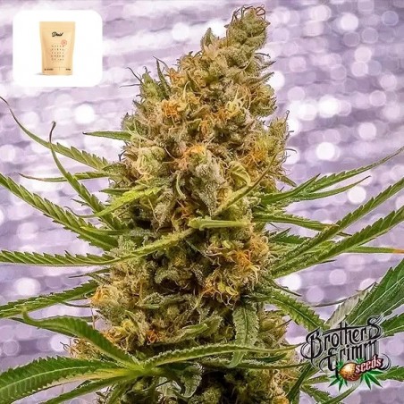 Pineapple XX di Brothers Grimm - GB The Green Brand