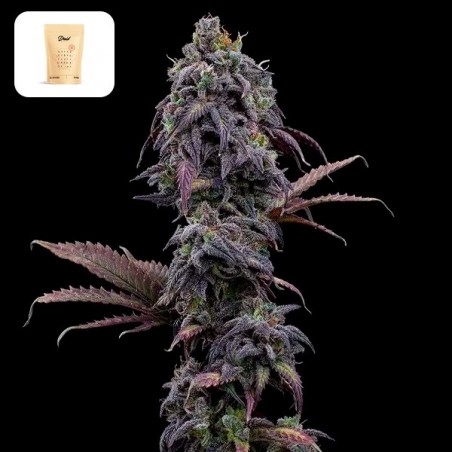 Princess Haze XX di Brothers Grimm - GB The Green Brand
