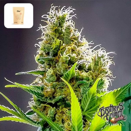 Apollo Haze di Brothers Grimm Seeds - GB The Green Brand