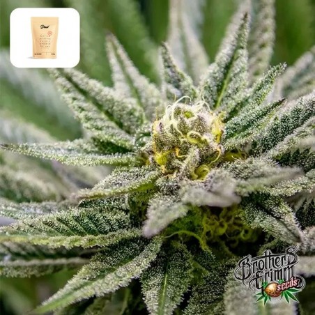 Killer Queen Regular di Brothers Grimm - GB The Green Brand