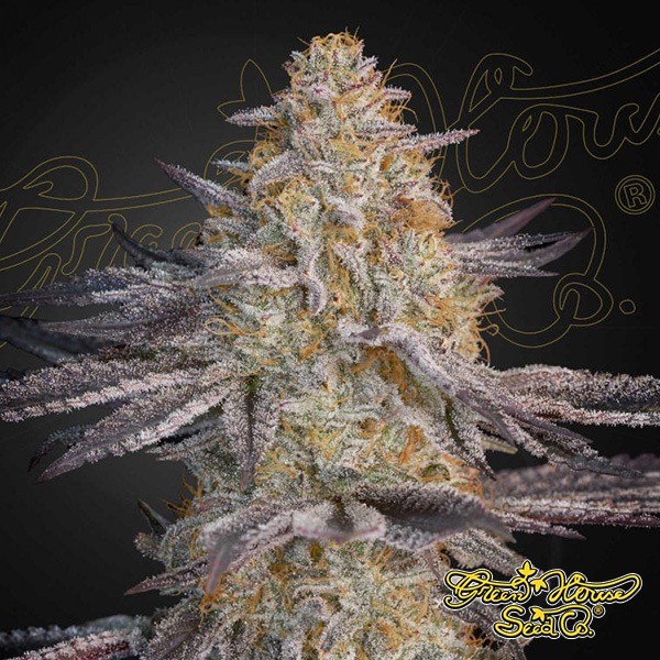 Visualizzazione Super Lemon Haze x RS11