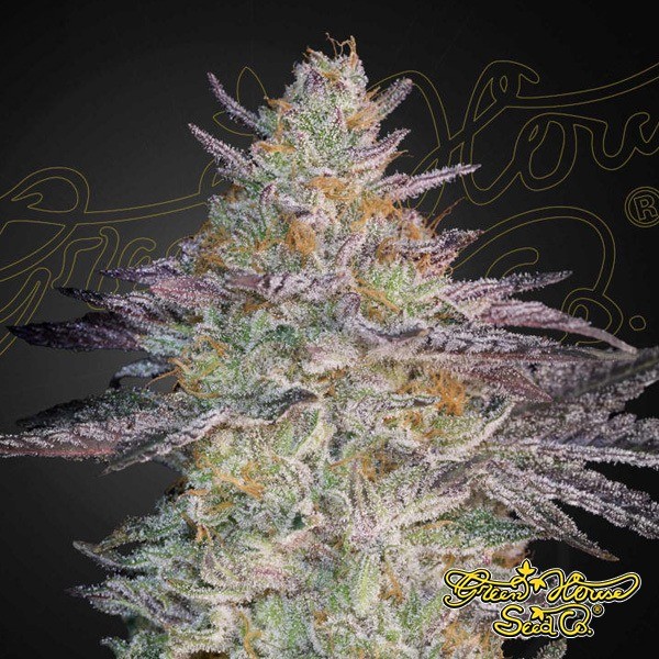 Visualizzazione Super Lemon Haze x GMO