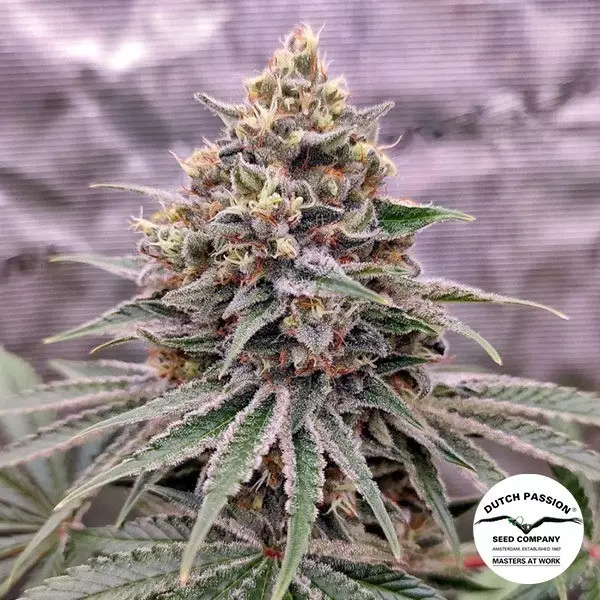 Visualizzazione Blue Zushi