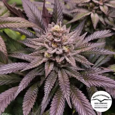 Orange Bud 2.0 di Dutch Passion - GB The Green Brand