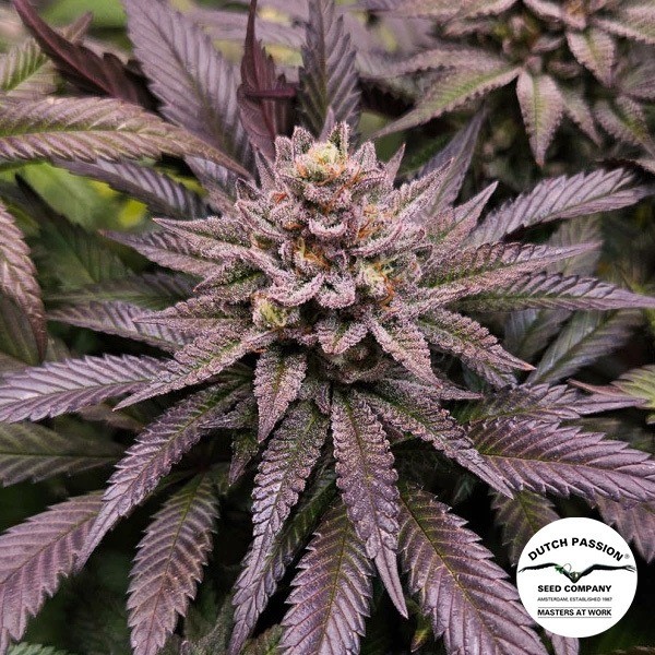 Visualizzazione Orange Bud 2.0 di Dutch Passion - GB The Green Brand
