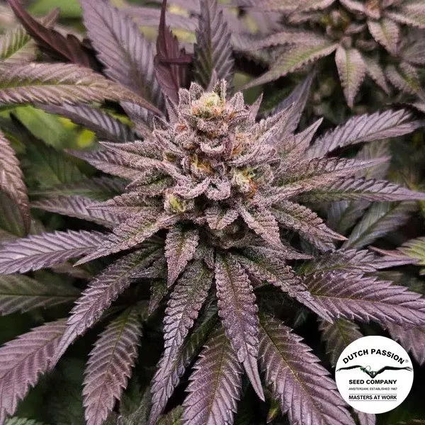 Visualizzazione Orange Bud 2.0 di Dutch Passion - GB The Green Brand