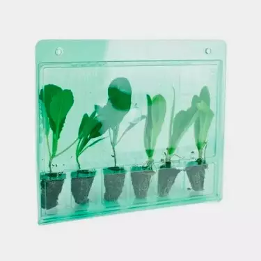 Blister per Trasporto di 6 Talee- GB The Green Brand