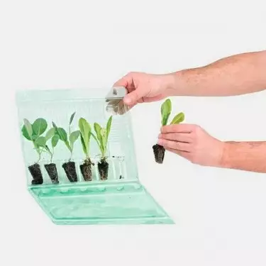 Blister per Trasporto di 6 Talee- GB The Green Brand