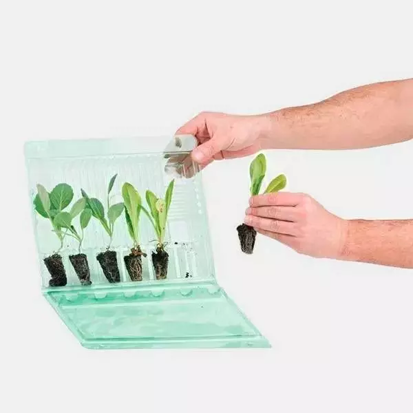 Blister per Trasporto di 6 Talee- GB The Green Brand