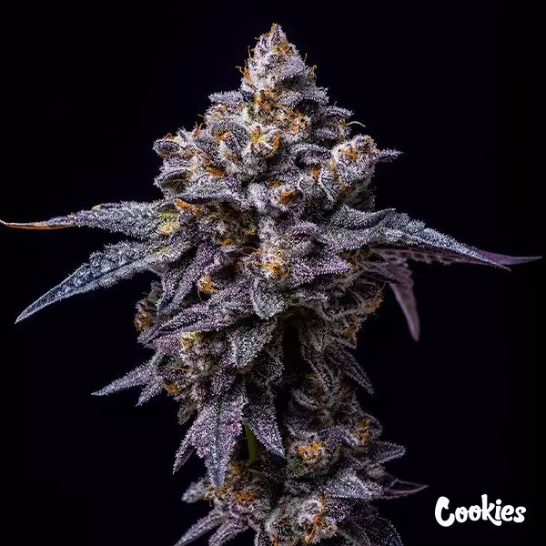 Visualizzazione Hollywood - Cookies Seed Bank - GB The Green Brand