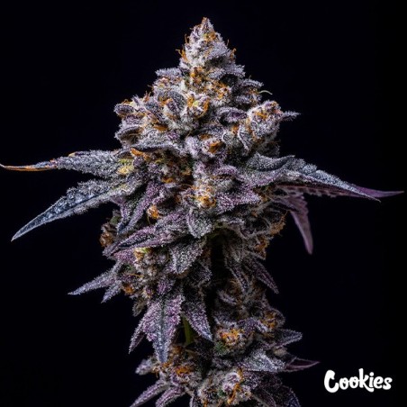 Hollywood - Cookies Seed Bank - GB The Green Brand