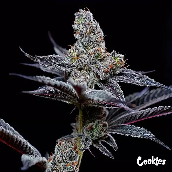 Visualizzazione Mind Fuck - Cookies Seed Bank - GB The Green Brand