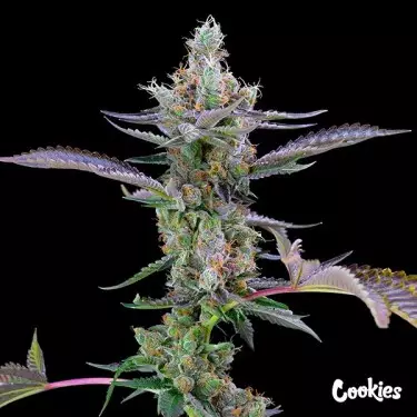 Dirty Money - Cookies - GB The Green Brand