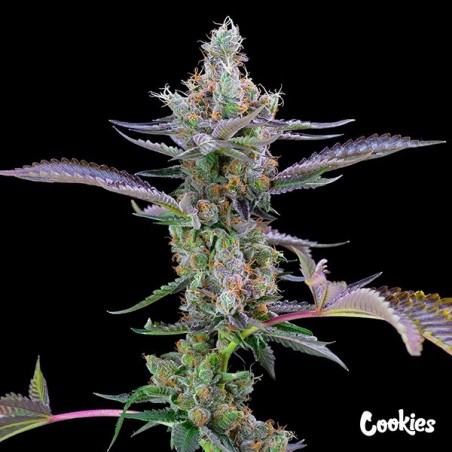 Dirty Money - Cookies - GB The Green Brand