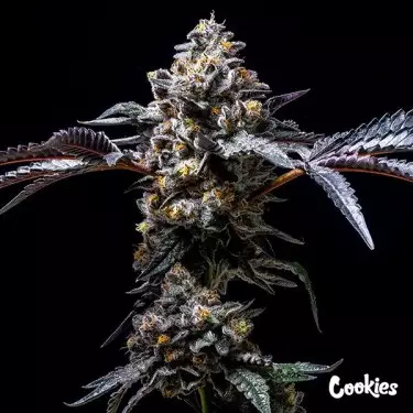 Lemon Cherry Pop - Cookies Seed Bank - GB The Green Brand