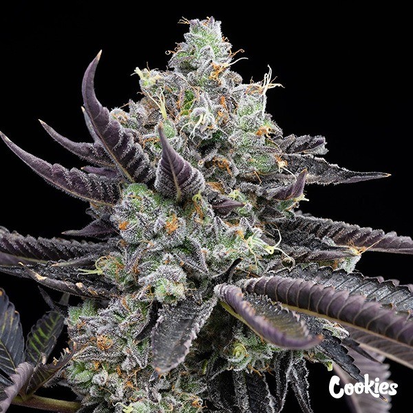 Tie Die - Cookies Seed Bank - GB The Green Brand
