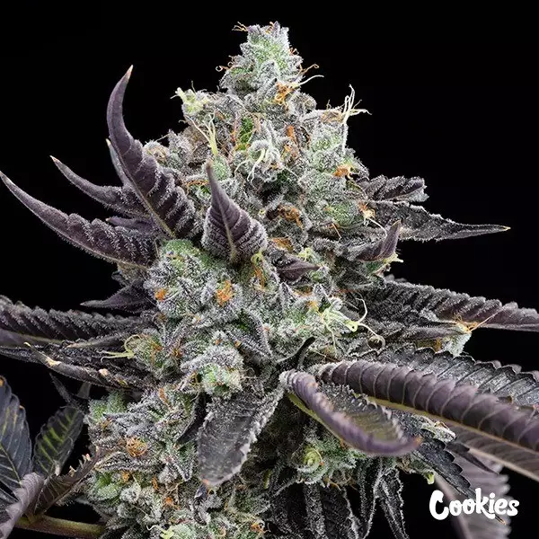 Visualizzazione Tie Die - Cookies Seed Bank - GB The Green Brand