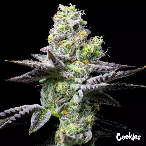 Visualizzazione Wet Wet - Cookies Seed Bank - GB The Green Brand