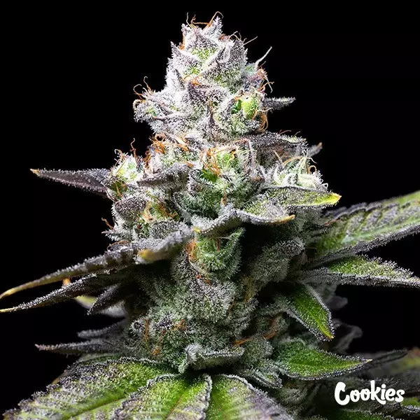 Visualizzazione Melted Scoopz - Cookies Seed Bank - GB The Green Brand