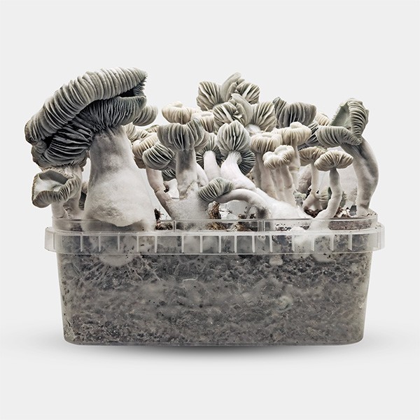 Visualizzazione Kit di Coltivazione Funghi Jack Frost
