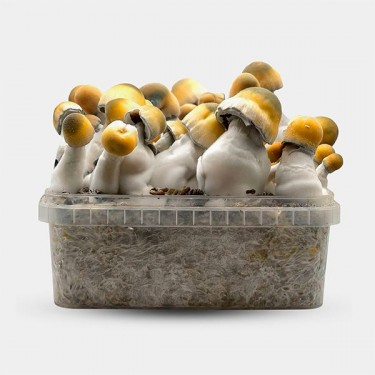 Kit di coltivazione funghi Bluey Vuitton