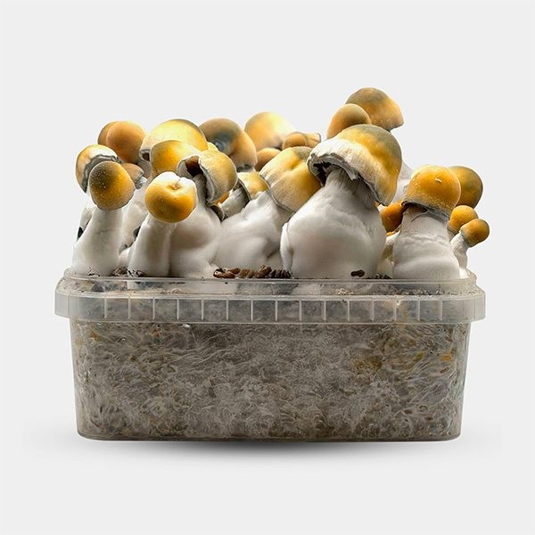 Visualizzazione Kit di funghi Bluey Vuitton