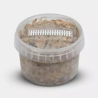 Kit di Coltivazione Tartufi Mexican