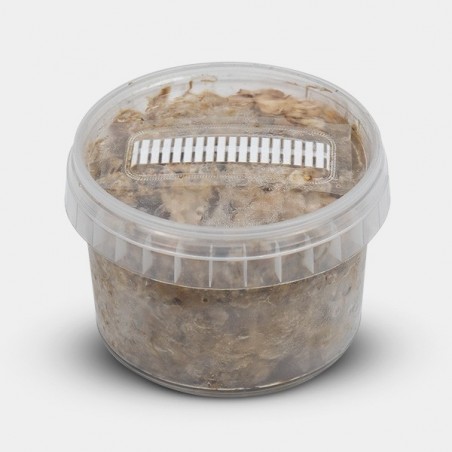 Kit De Cultivo Trufas Mexican