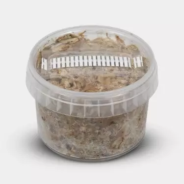 Kit di Coltivazione Tartufi Atlantis