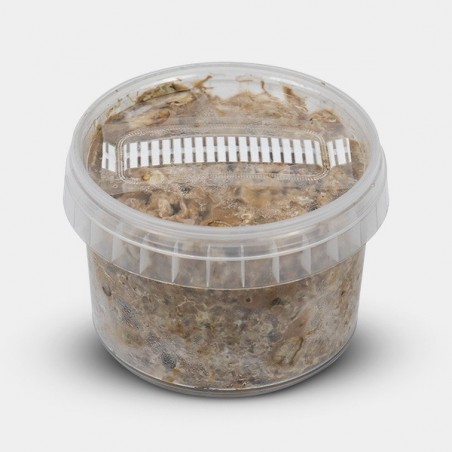 Kit De Cultivo Trufas Atlantis